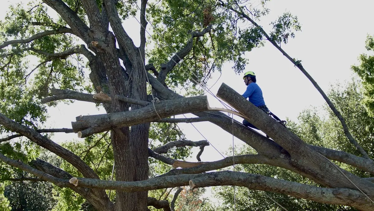 Professional Hazardous Tree Removal performed by certified arborists in Strang