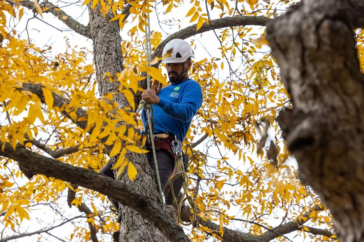 Skilled Tree Transplanting crew working in Strang